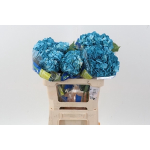 Hydr Chantilly Tinted Sel