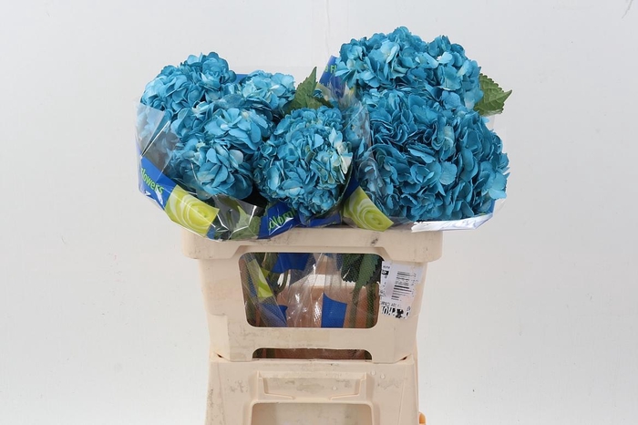 <h4>Hydr Chantilly Tinted Sel</h4>