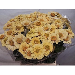 ZINNIA ELEGANS