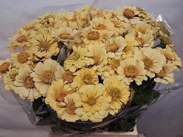<h4>ZINNIA ELEGANS</h4>