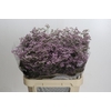 Limonium ov Safora Oshi Pink