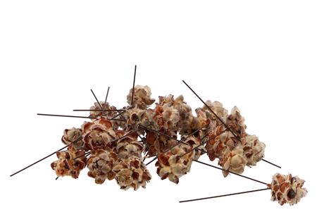 <h4>Pick Nature Pubescens P/100</h4>