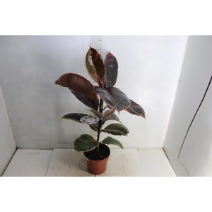 FICUS ELASTICA RUBY P17