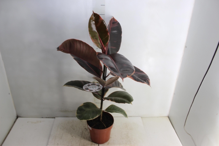 <h4>FICUS ELASTICA RUBY P17</h4>