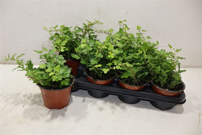 <h4>Hed He Wonder</h4>