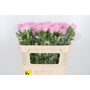 Camp M Cam Pear Pink