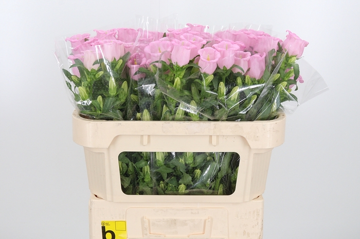 <h4>Camp M Cam Pear Pink</h4>