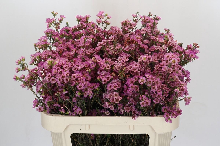 <h4>Chamelaucium Adi</h4>