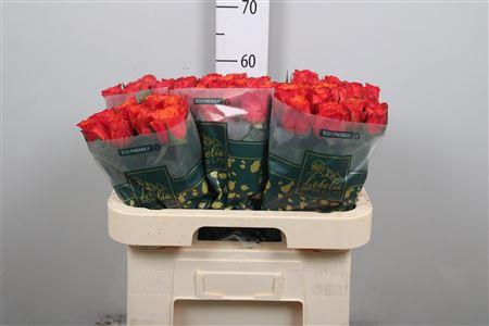 <h4>R Gr Devoted</h4>