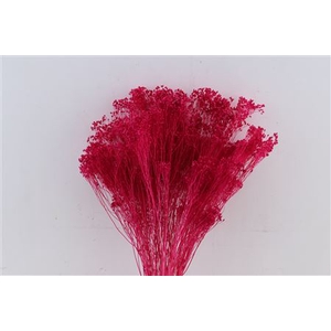 Dried Brooms Fuchsia Bunch