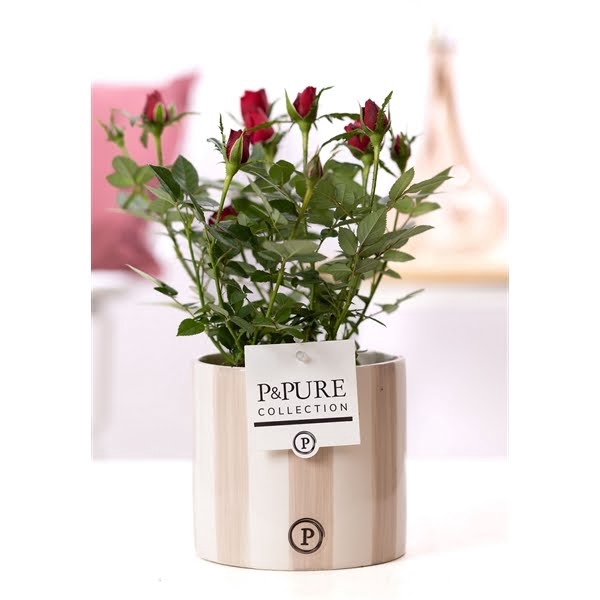 <h4>Rosa red in P&PURE Eline2 ceramics grey</h4>