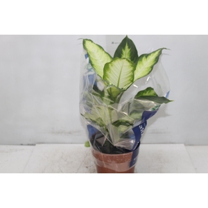 DIEFFENBACHIA VARIADO P17