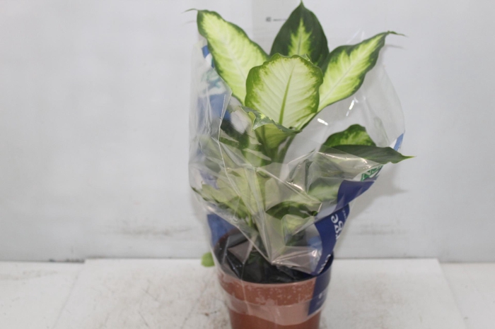 <h4>DIEFFENBACHIA VARIADO P17</h4>