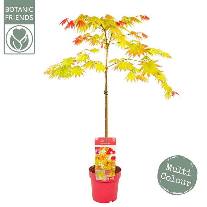 <h4>Acer shirasawanum</h4>