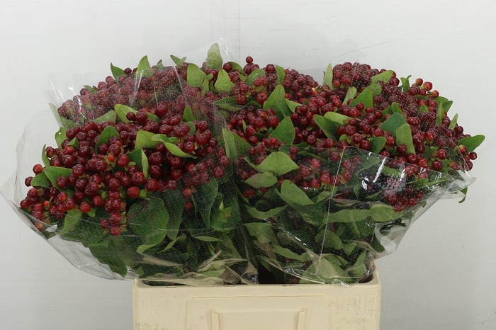 <h4>Hyp Mag Cherry</h4>