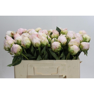 Paeonia Mothers Choice