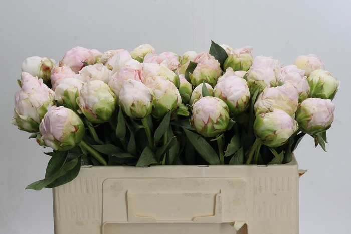 <h4>Paeonia Mothers Choice</h4>