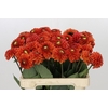Dahlia Orange Fox