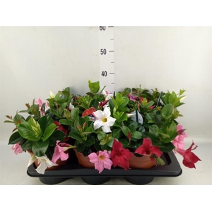 Mandevilla   ...
