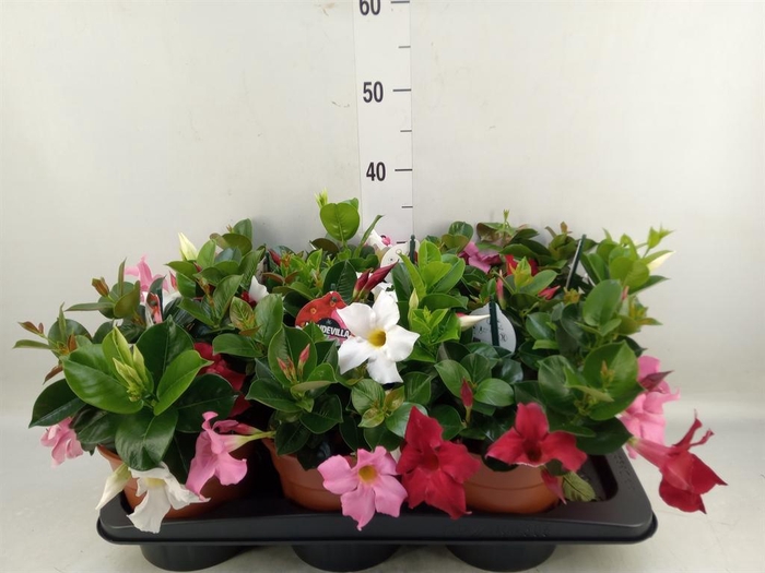 <h4>Mandevilla   ...</h4>