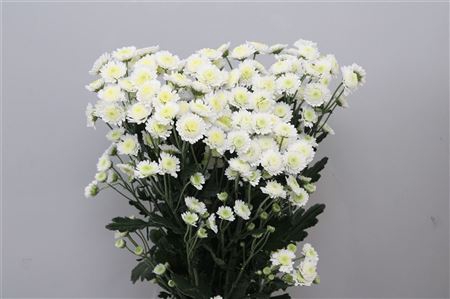 <h4>Chr T Stallion</h4>