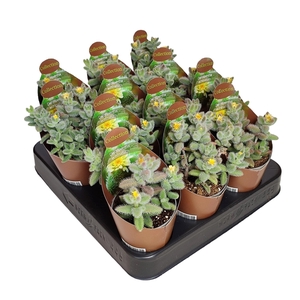 DELOSPERMA ECHINATUM - POT Ø 6,5 - COLLECTION WITH POTCOVER (SUCCULENTEN)