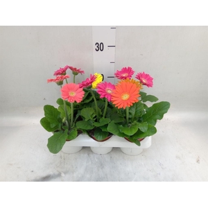 Gerbera  'Colourgame'   ...mix