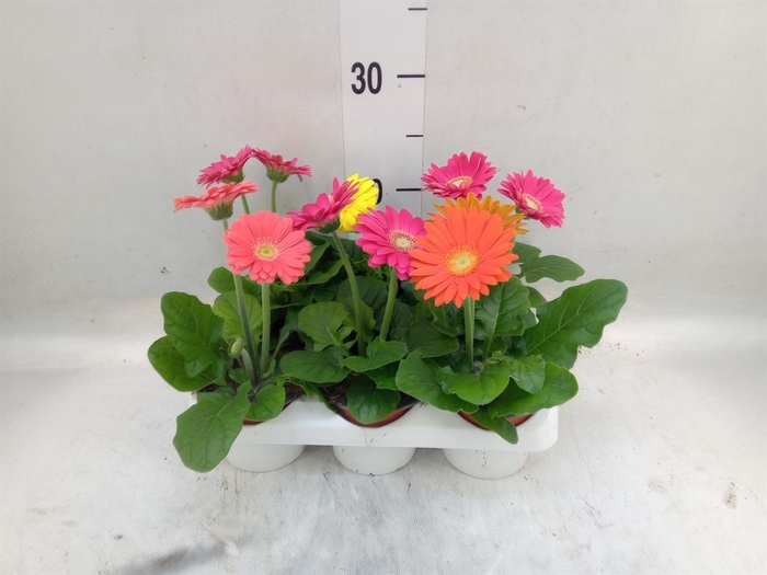 <h4>Gerbera  'Colourgame'   ...mix</h4>