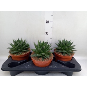 Aloe aristata