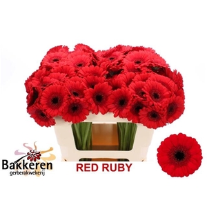 GE MI RED RUBY