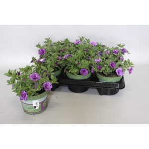 Calibrachoa Double Blue