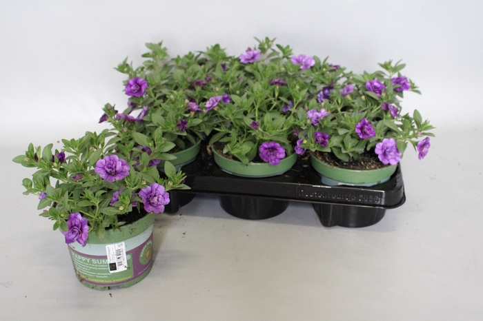 <h4>Calibrachoa Double Blue</h4>