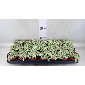 Fittonia  'Mosaic White Forest Fla'