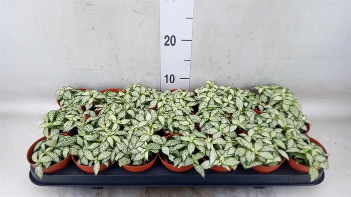 <h4>Fittonia  'Mosaic White Forest Fla'</h4>