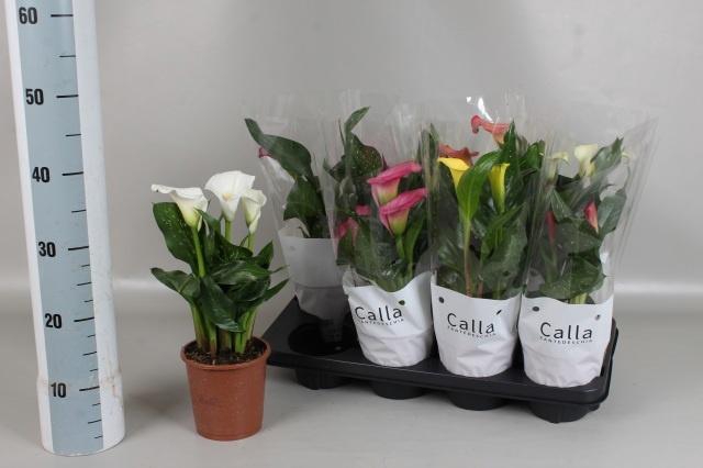 <h4>ZANT GEM 5 KL</h4>