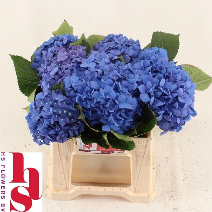 <h4>HYDR M CH PIMPERNEL</h4>