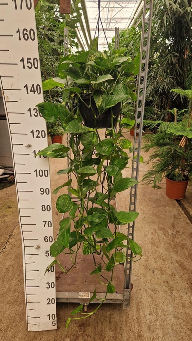 <h4>Epipremnum pinn. 'Aureum'  HG</h4>
