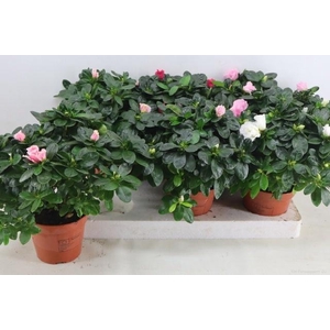 RHODO SI VOGEL GEM