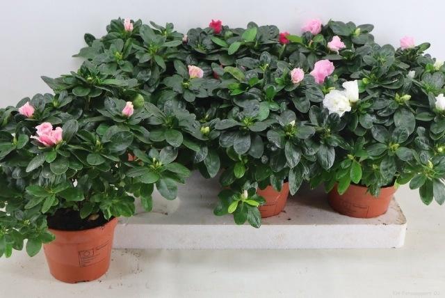 <h4>RHODO SI VOGEL GEM</h4>