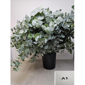 EUC CINEREA PER STEEL -SP-