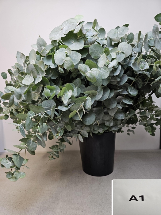 EUC CINEREA PER STEEL -SP-