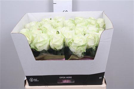 <h4>R Gr Avalanche+</h4>