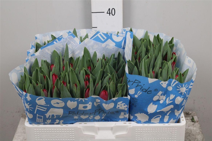 <h4>Tu En Pacha</h4>