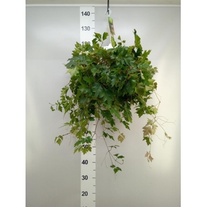 Cissus rhombifolia 'Ellen Danica'