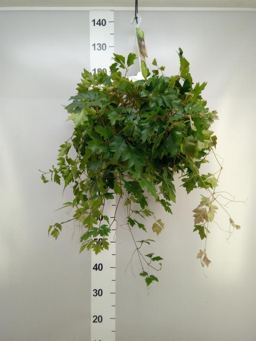 <h4>Cissus rhombifolia 'Ellen Danica'</h4>