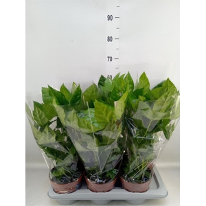 Fatsia japonica   ...