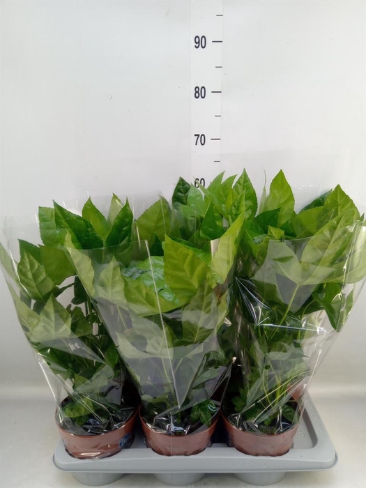 <h4>Fatsia japonica ...</h4>