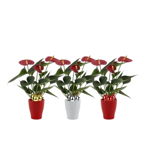 Anthurium 7 cm Diamond Red in Carly ceramics + stabber