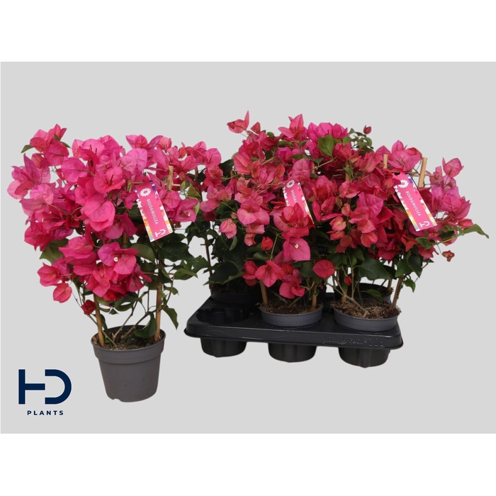 <h4>BOUGAINV OV</h4>