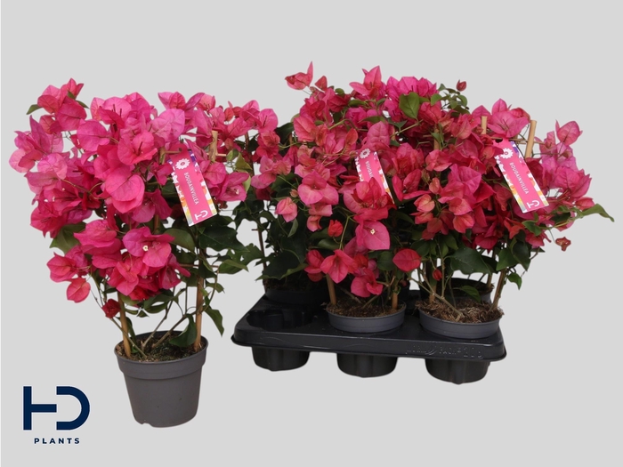 <h4>BOUGAINV OV</h4>